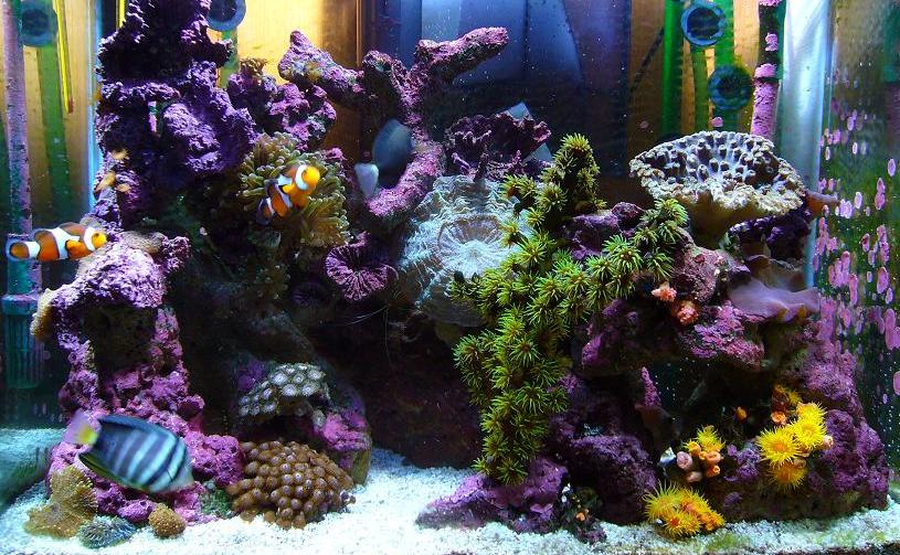 A saltwater fish tank with mini coral reef